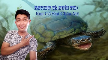 Lần đầu mở con hàng Pet cổ đại rùa common snapping