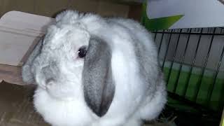 Rayne Flop Eared Rabbit Hopping one Time to her Side!!! by Rayne Rabbit Adventures 263 views 1 month ago 25 seconds