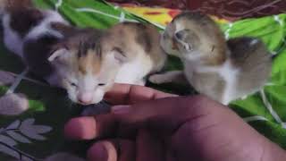they killing kittens 🫣
