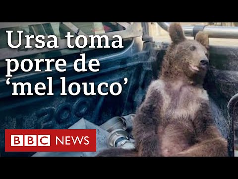 Ursa fica catatônica