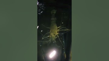 Nuôi tôm càng xanh sông làm cảnh #shorts