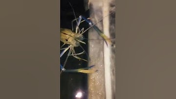 Nuôi tôm càng xanh sông làm cảnh #shorts