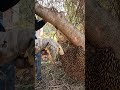 Honey Hunting #nature #youtubeshorts
