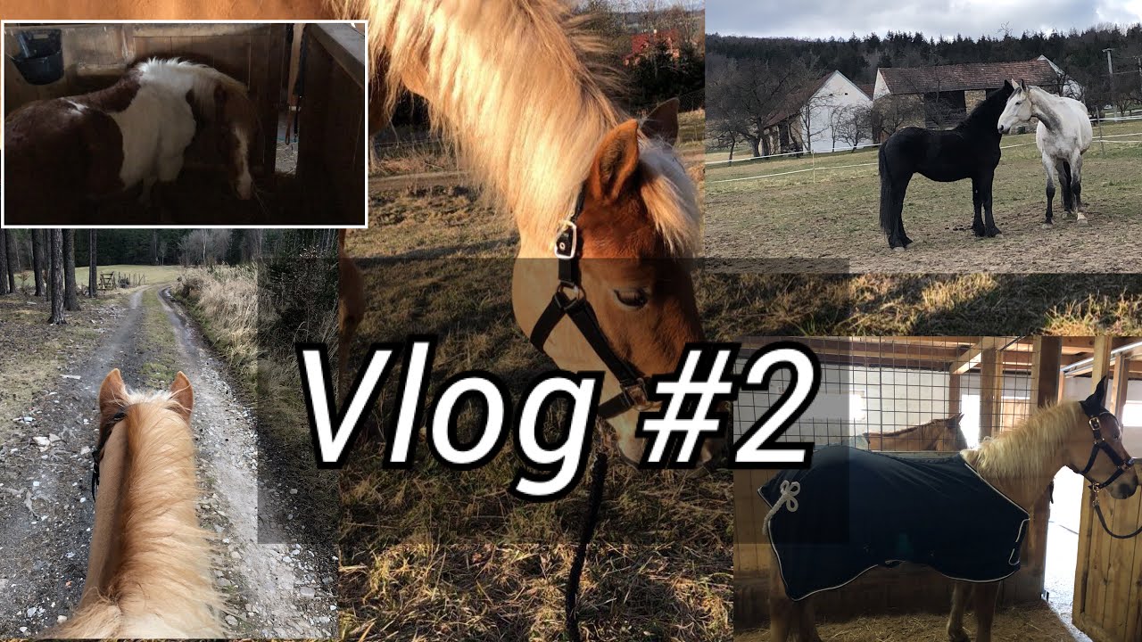 Vlog #2 // den u koní , a menší návštěva