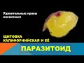 Щитовка калифорнийская и её паразитоид