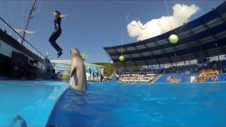 Архипо-Осиповский дельфинарий 2016. Нам 10 лет!
