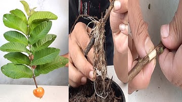 WoW! Amazing Idea To Growing Guava Tree Cutting In A Tomato (New Techniques)