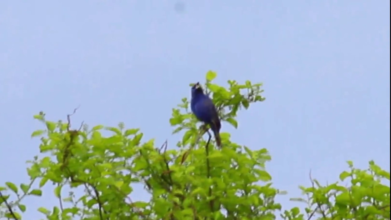 Blue Grosbeak Singing 