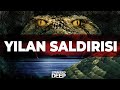 YILAN SALDIRISINA UĞRADIM! - ISSIZ ADA