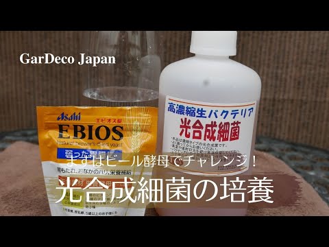 光合成細菌の培養にチャレンジ！ - YouTube