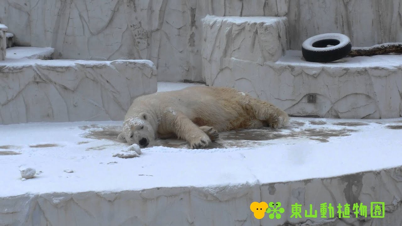 東山動植物園公式 サスカッチ 雪ごろごろ ホッキョクグマ クマ Youtube 東山動植物園公式 サスカッチ 雪ごろごろ ホッキョクグマ クマ Youtube