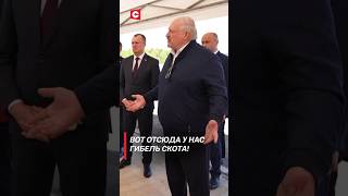 Лукашенко: Силосом кислым кормить скотину, а потом телёнок подохнет – это не дело! #shorts