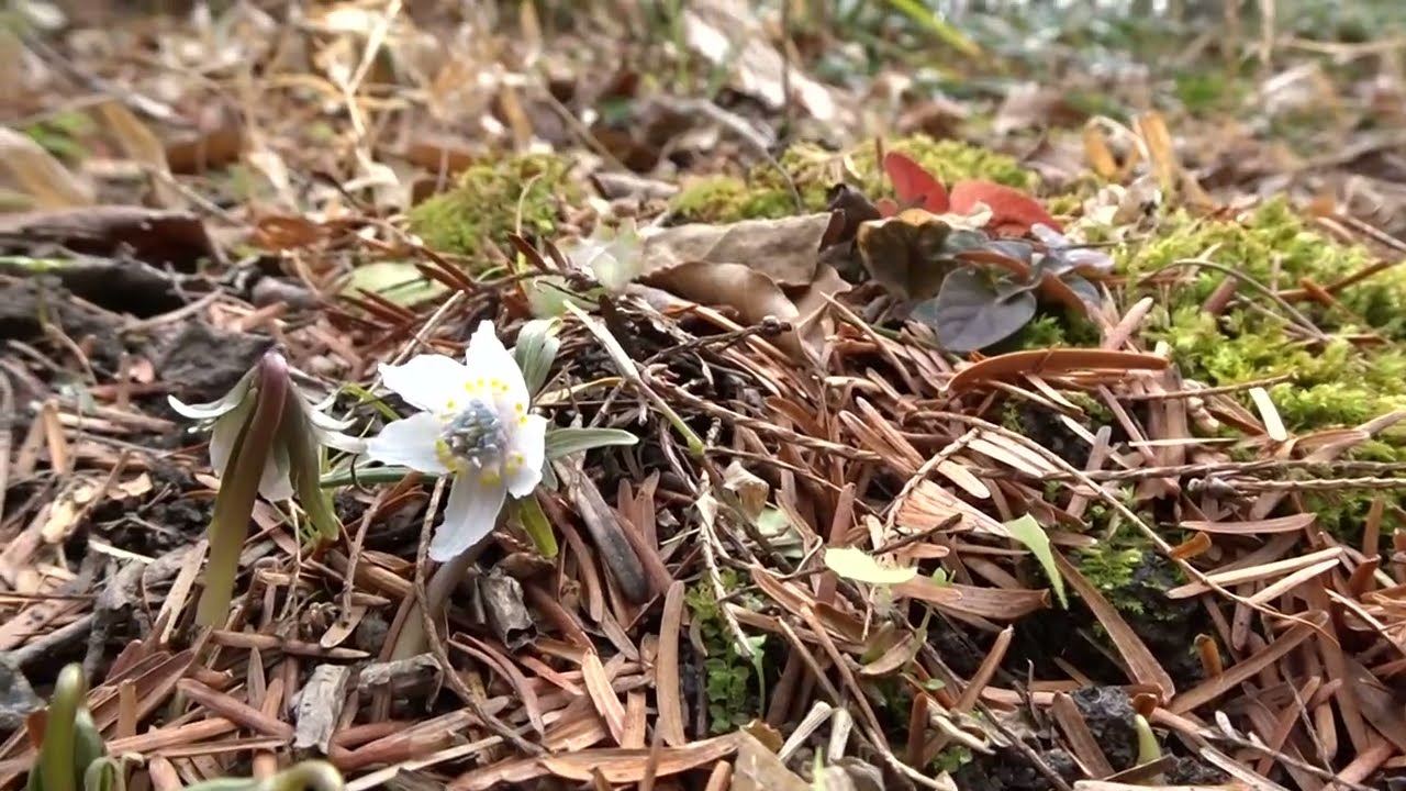 京都府立植物園セツブンソウ令和8年2月06日（金）セツブンソウ