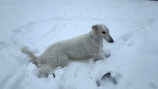 Lily the Borzoi  Enjoying Unexpected Snow