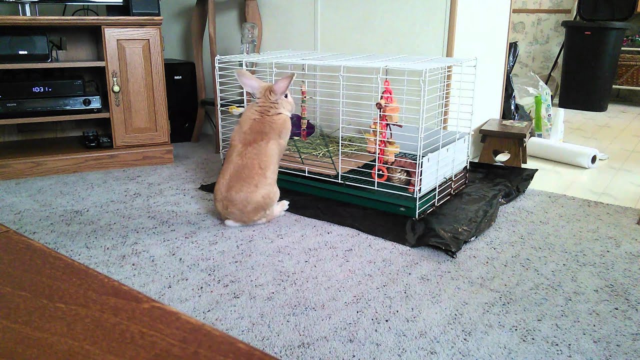 Rex rabbit opens his own cage! YouTube
