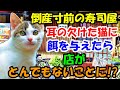 倒産寸前の寿司屋にやってくる耳の欠けた猫に餌を与えていたら店がとんでもないことに【猫の不思議な話】【朗読】