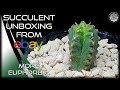 Succulent Unboxing From EBay More Euphorbia Cactus Succulent Collection Succulent Unboxing From EBay More Euphorbia Cactus Succulent Collection