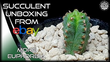 Succulent Unboxing from eBay | More Euphorbia | #Cactus & #Succulent Collection