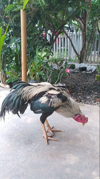 Suara Merdu Kokok Ayam Bangkok Jalak