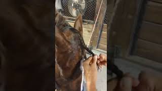 Braiding the forelock