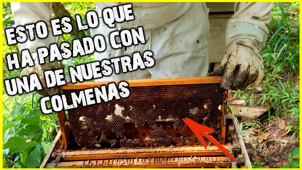 ✔UNO DE LOS PROBLEMAS MAS COMUNES DE LAS ABEJAS | 👉🐝