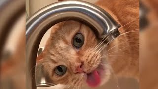 12 Minutes of Funny Cat Videos  EP 89