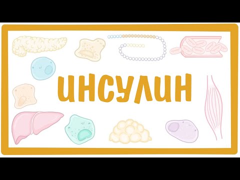 ИНСУЛИН — строение, свойства, функции