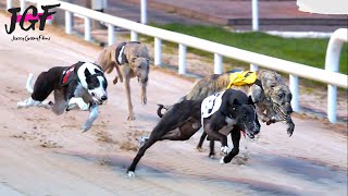 Greyhound race - These dog reach speeds of 75 km/h. by JerseyGroovyFilms 2,863 views 5 days ago 2 minutes, 30 seconds