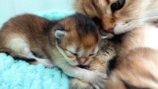 Adorable Kittens: Momma Cat's Love And Care!