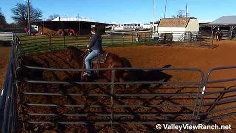 LB Smart Chic - working cows - ValleyViewRanch.net