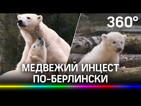 Медвежий инцест по-берлински. Брата и сестру белых медведей из России спарили по ошибке в зоопарке