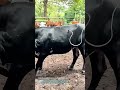 刺し投与し守る:家畜の健康を支える牛へのワクチン接種
