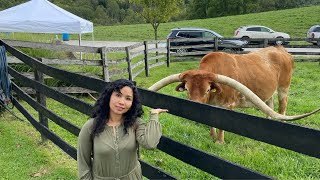 DICKINSON CATTLE CO / LOT’S OF LONG HORN @schnackefam8470