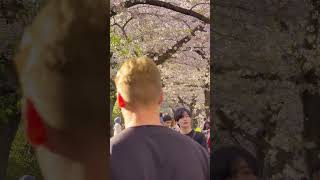 Sakura Cherry blossom #travel #japan #sakura #cherry #spring #meguro
