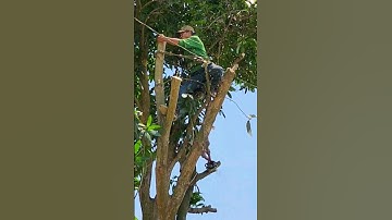 Cưa cây Xoài gần dây điện