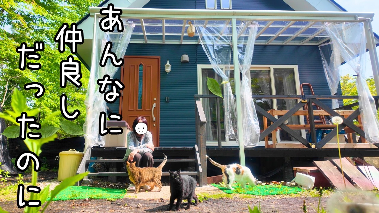 The reason why the five sibling cats have fallen out / Things that