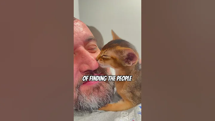 Watch the video about Cats have a way of finding the people😻#cat #kitten #abyssiniancat #philosophy #catshots