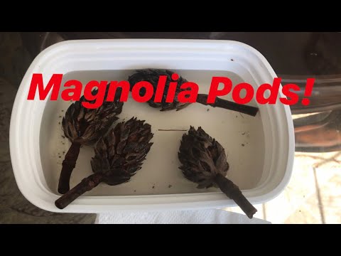 Video: Magnolia Seed Pods - Tipps für den Anbau von Magnolien aus Samen