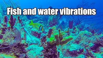 Can fish feel vibrations in the water?