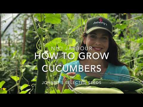 How to Grow Cucumbers: from seed to harvest