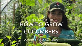 How to Grow Cucumbers: from seed to harvest