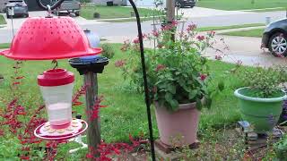 Garden Vid #1