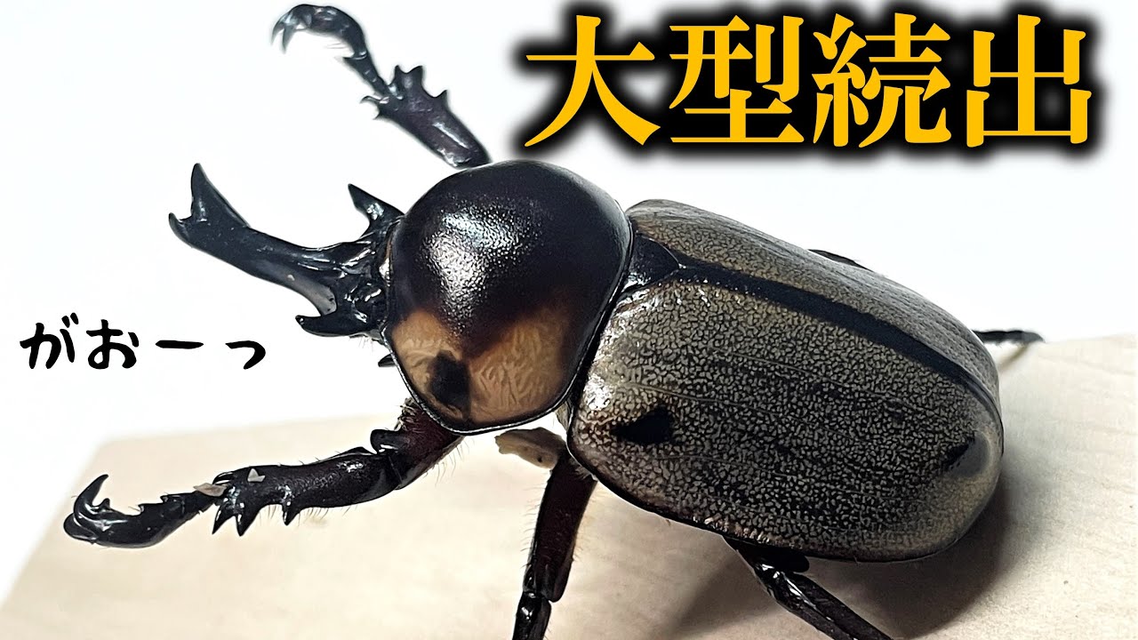 外国産のかわいいカブトムシを大量に掘り出してみると Youtube