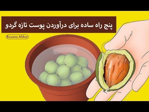 تصویری: چگونه پوست گردو را بگیرید