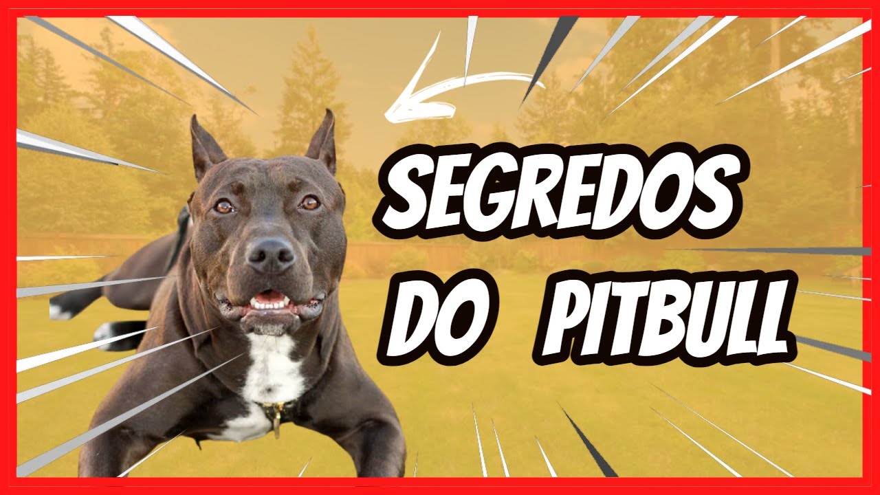 5-segredos-que-voc-talvez-n-o-sabia-sobre-a-ra-a-pitbull-youtube