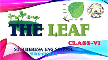 THE LEAF BIOLOGY CLASS 6 BASED ON ICSE SYLLABUS ST THERESA ENGLISH SCHOOL SUNDARGARH