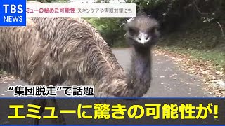 “集団脱走”で話題のエミュー 実は驚きの可能性が！新型コロナ対策としても期待