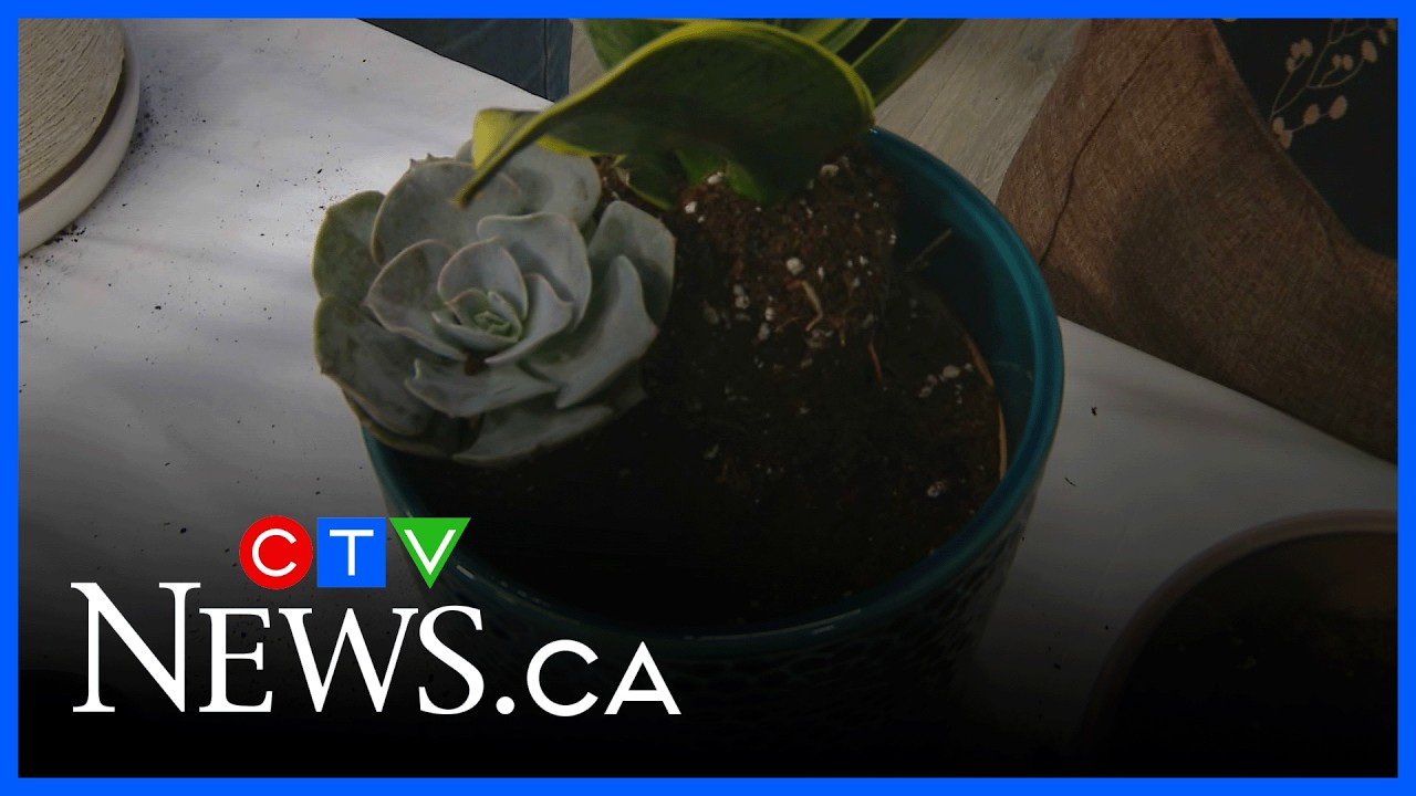 Get Growing: 2026 potted plant trends