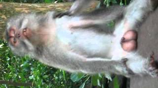Weird Monkey Porn.AVI
