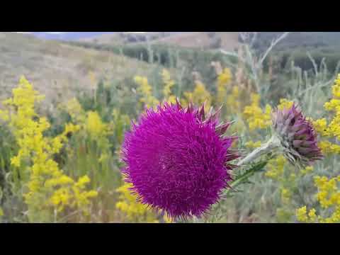 วีดีโอ: Serpukha Thistle